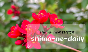 shima-ne-daily